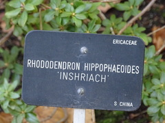 Rhododendron hippophaeoides