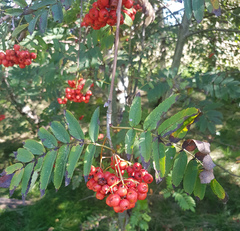 Sorbus aucuparia