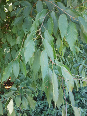 Prunus