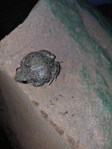 Common Midwife Toad