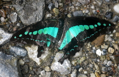 Graphium monticolus