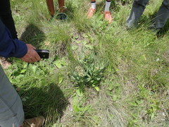 Xysmalobium stockenstromense