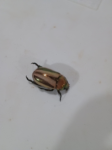 Pelidnota testaceovirens