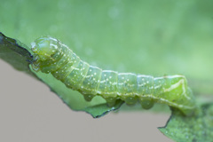 Amphipyra perflua