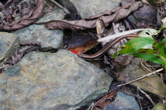 Scincella formosensis