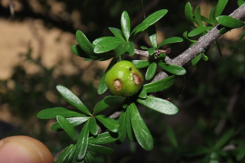 Cape Tetracoccus (Tetracoccus capensis)