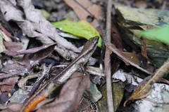 Scincella formosensis