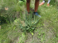 Xysmalobium stockenstromense