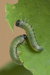 Pristiphora alpestris