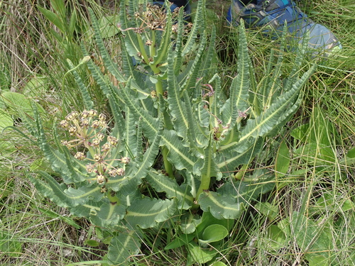 Image of Xysmalobium stockenstromense by no rights reserved
