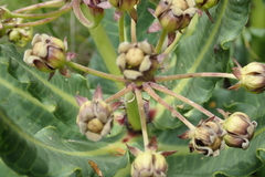 Xysmalobium stockenstromense