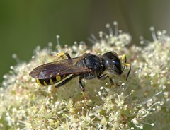 Ectemnius fossorius