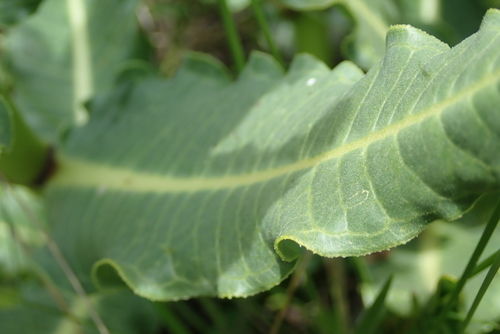 Image of Xysmalobium stockenstromense by no rights reserved