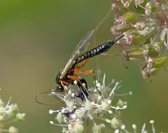 Apechthis quadridentata