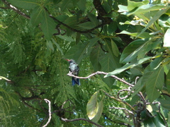 Cynanthus latirostris