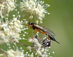 Apechthis quadridentata