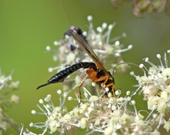 Apechthis quadridentata