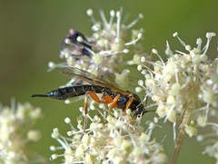 Apechthis quadridentata
