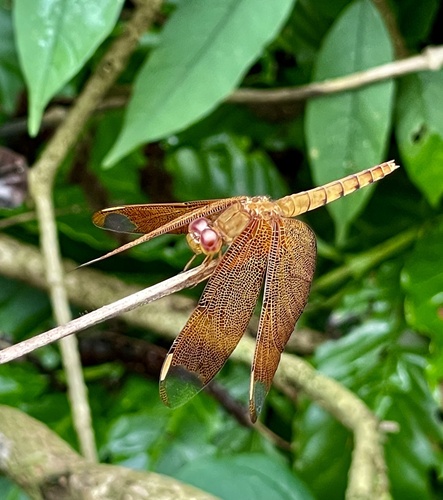 Russet Percher