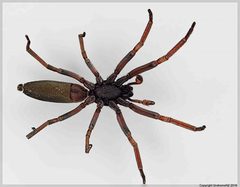 Lampona cylindrata