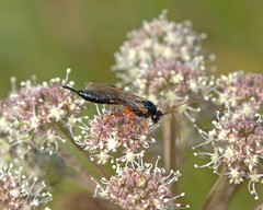 Apechthis quadridentata