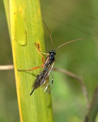 Apechthis quadridentata