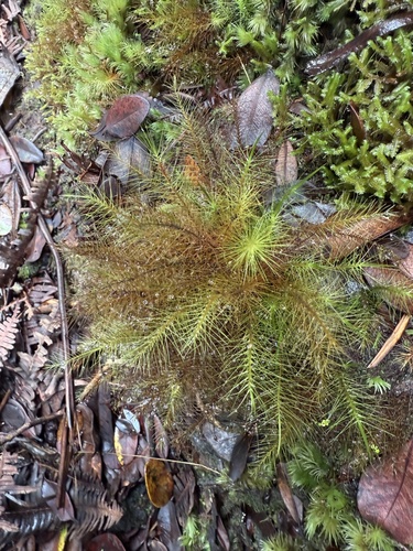Pyrrhobryum pungens observed 2025-10-29