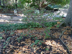 Rhododendron augustinii