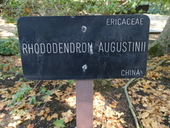 Rhododendron augustinii