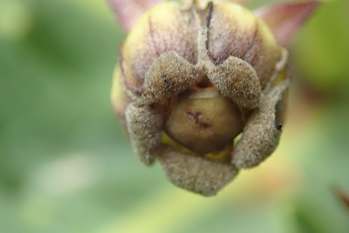 Image of Xysmalobium stockenstromense by no rights reserved