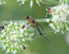 Lissonota lineolaris