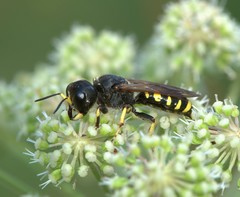 Ectemnius fossorius