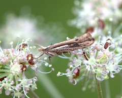 Ypsolopha parenthesella
