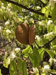 Aspidosperma pyrifolium