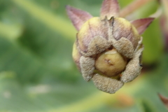 Xysmalobium stockenstromense