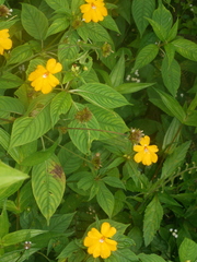 Impatiens platypetala