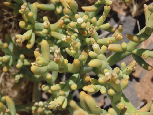 Mesembryanthemum salicornioides