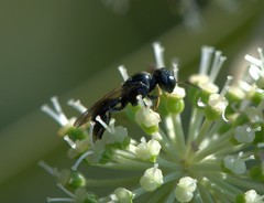 Crossocerus