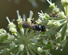 Crossocerus
