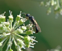 Crossocerus