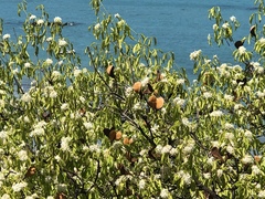 Aspidosperma pyrifolium