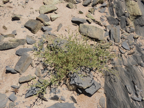 Mesembryanthemum salicornioides