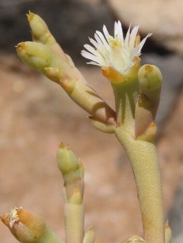 Mesembryanthemum salicornioides