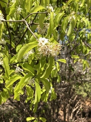 Aspidosperma pyrifolium