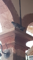 Columba livia domestica