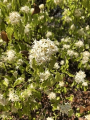 Aspidosperma pyrifolium