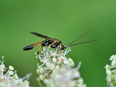 Ctenopelmatinae