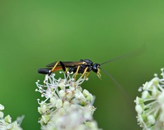 Ctenopelmatinae