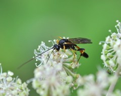 Ctenopelmatinae
