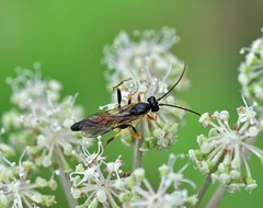 Ctenopelmatinae